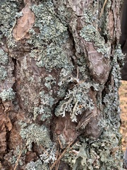 Hypogymnia farinacea