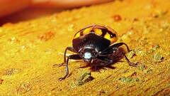 Iphiclus abdominalis