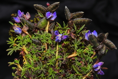 Lupinus microphyllus