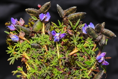 Lupinus microphyllus