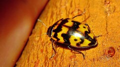 Iphiclus abdominalis