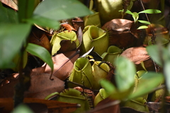 Nepenthes ampullaria