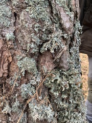 Hypogymnia farinacea