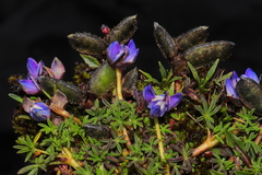 Lupinus microphyllus