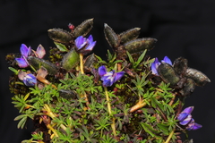 Lupinus microphyllus