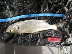 Megalops cyprinoides