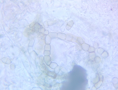 Trichothecium roseum