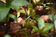 Nepenthes ampullaria