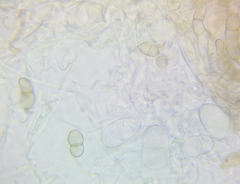 Trichothecium roseum