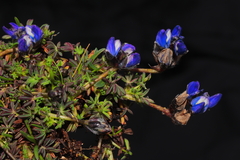 Lupinus microphyllus