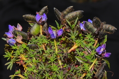 Lupinus microphyllus