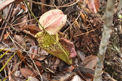 Nepenthes rafflesiana