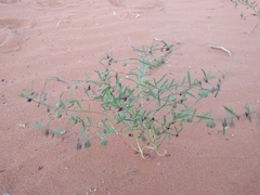 Phyllanthus warnockii