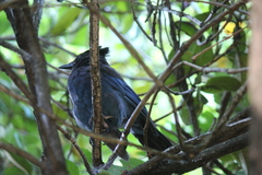 Cyanocitta stelleri
