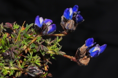 Lupinus microphyllus