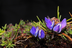 Lupinus microphyllus