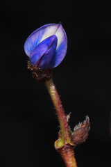 Lupinus microphyllus