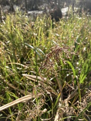 Rhynchospora miliacea