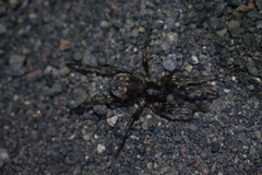 Allocosinae