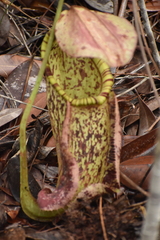Nepenthes rafflesiana