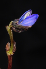 Lupinus microphyllus