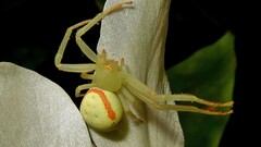 Misumenops callinurus