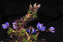 Lupinus microphyllus