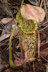 Nepenthes rafflesiana