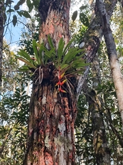 Vriesea