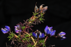 Lupinus microphyllus
