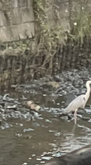 Ardea cinerea jouyi