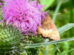 Satyrinae