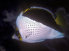Chaetodon tinkeri