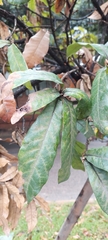 Quercus humboldtii