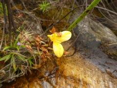 Disa aurata