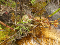 Disa aurata