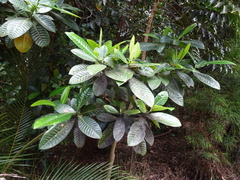Gardenia aubryi