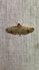 Herpetogramma bipunctalis