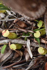Nepenthes gracilis