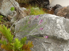 Indigofera filifolia
