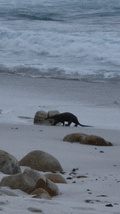 Aonyx capensis capensis