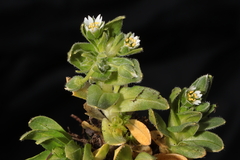 Cerastium behmianum