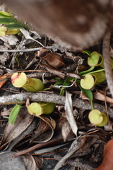 Nepenthes gracilis