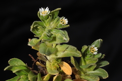 Cerastium behmianum