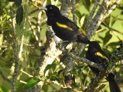 Cacicus chrysopterus