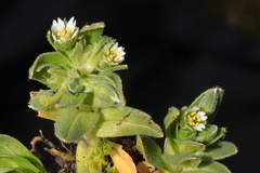Cerastium behmianum