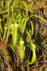 Nepenthes reinwardtiana
