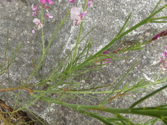 Indigofera filifolia