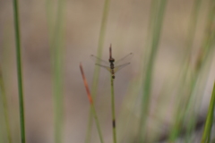 Nannophya pygmaea
