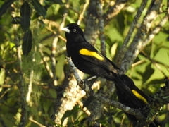 Cacicus chrysopterus